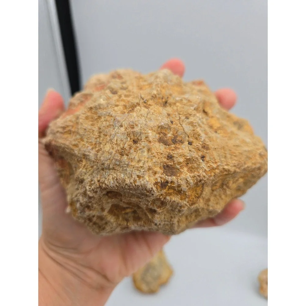 Natural Quartz Geode Crystal Lot‎ 6pc Tan White Good Raw Mineral Specimen